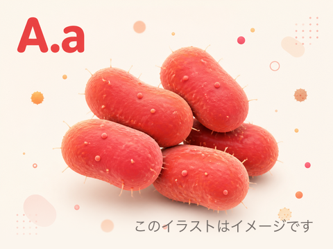 A.a(Aggregatibacter actinomycetemcomitans)のイメージ