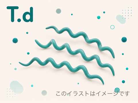 T.d(Treponema denticola)のイメージ
